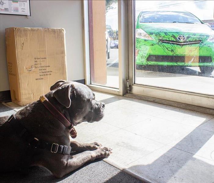 SERVPRO dog laying on ground looking out the clear glass door