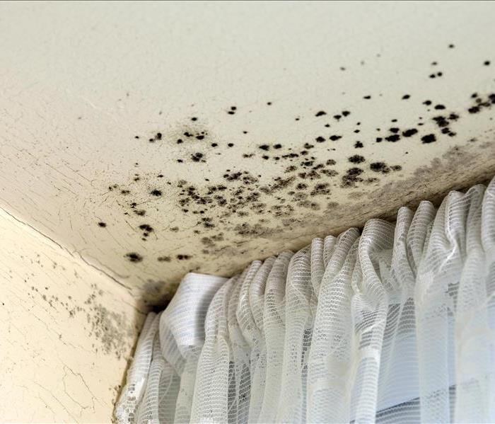 mold damage drywall