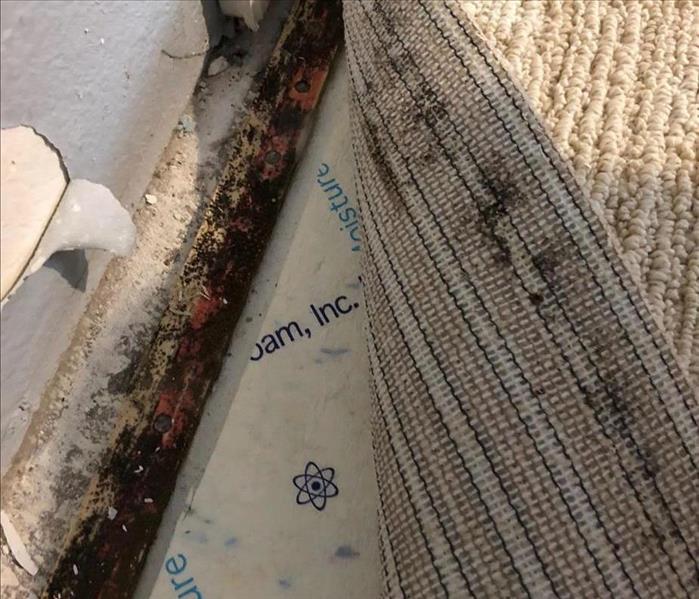 Mold on a piece of tac-strips 