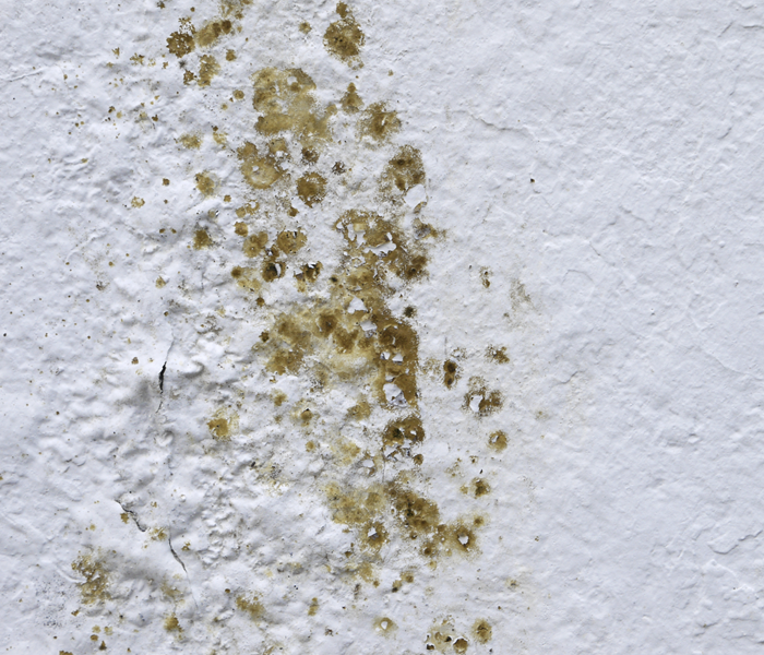 Spots of mold growing on a wall.
